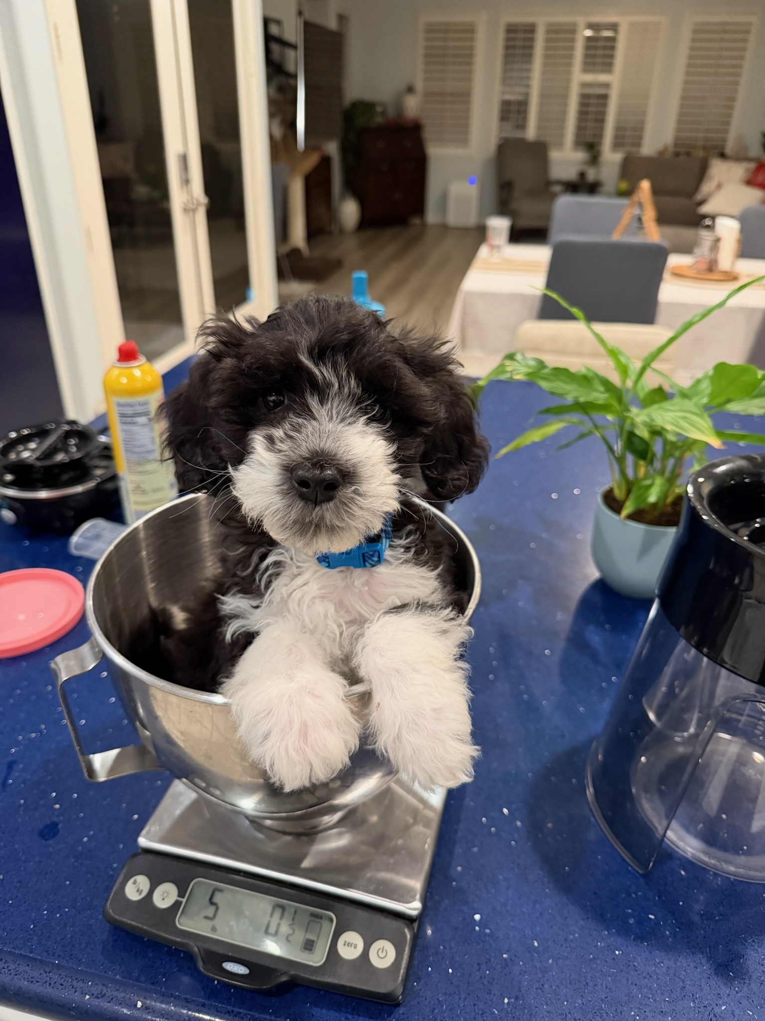 Holiday's first weigh in