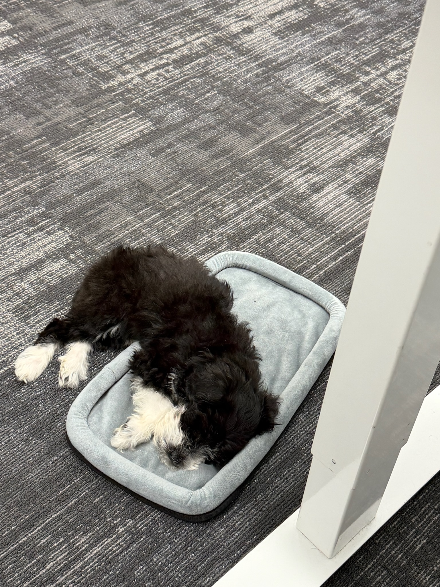 Holiday napping in her bed