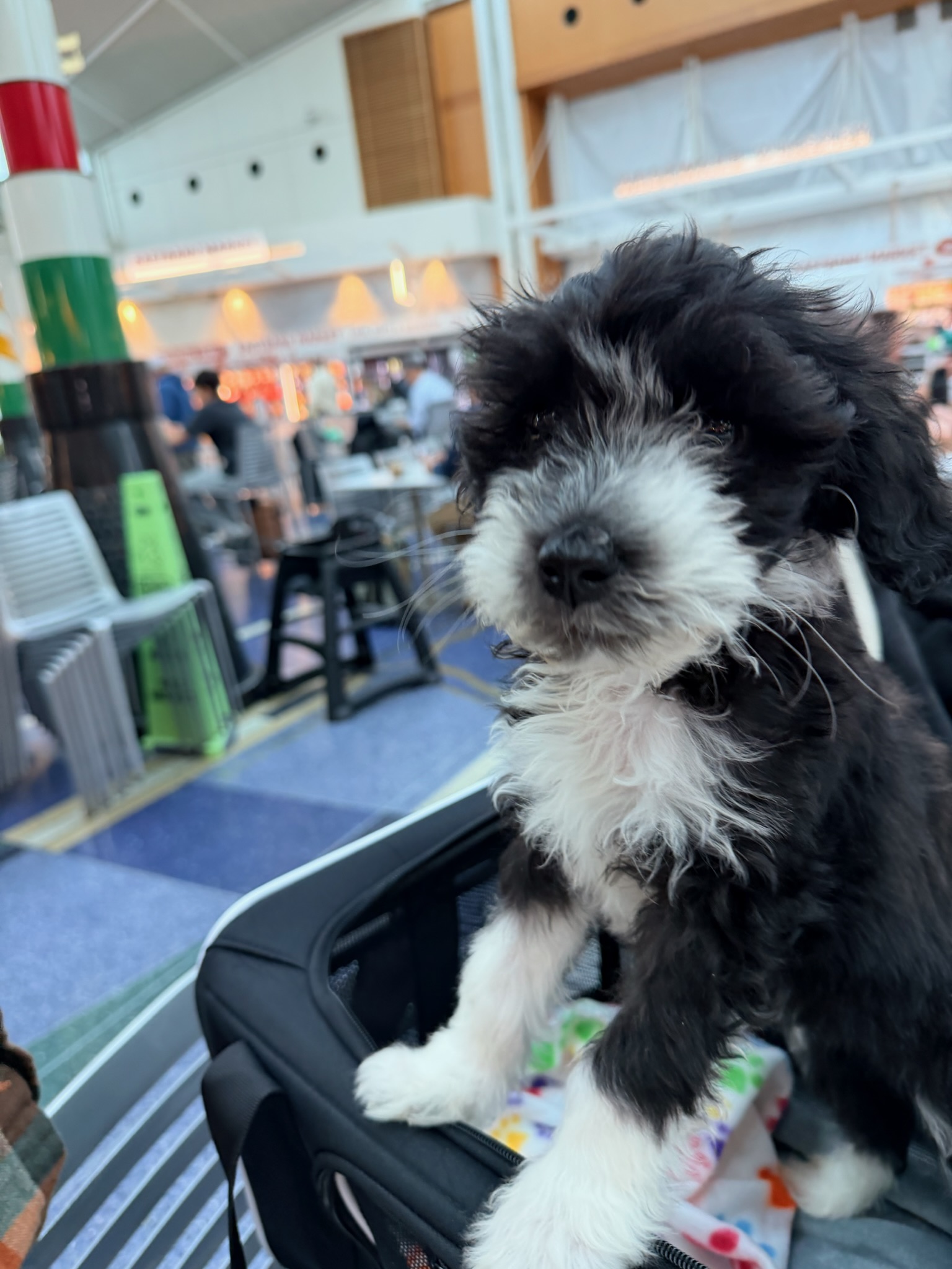 Holiday ready to fly home